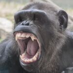 Foto de Ash, una hembra de chimpancé en pleno bostezo (no mantiene una actitud agresiva a pesar de lo que pueda parecer)