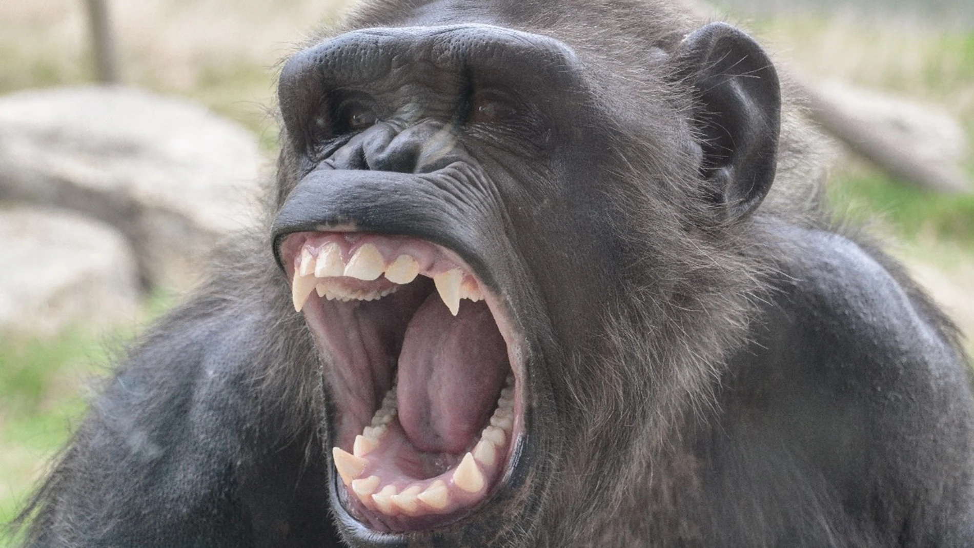 Foto de Ash, una hembra de chimpancé en pleno bostezo (no mantiene una actitud agresiva a pesar de lo que pueda parecer)