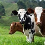 Vacas