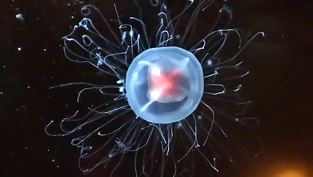Fotografía de la medusa &quot;Turritopsis nutricula&quot; | Fuente: commons.wikimedia.org