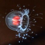Fotografía de la medusa "Turritopsis nutricula" | Fuente: commons.wikimedia.org