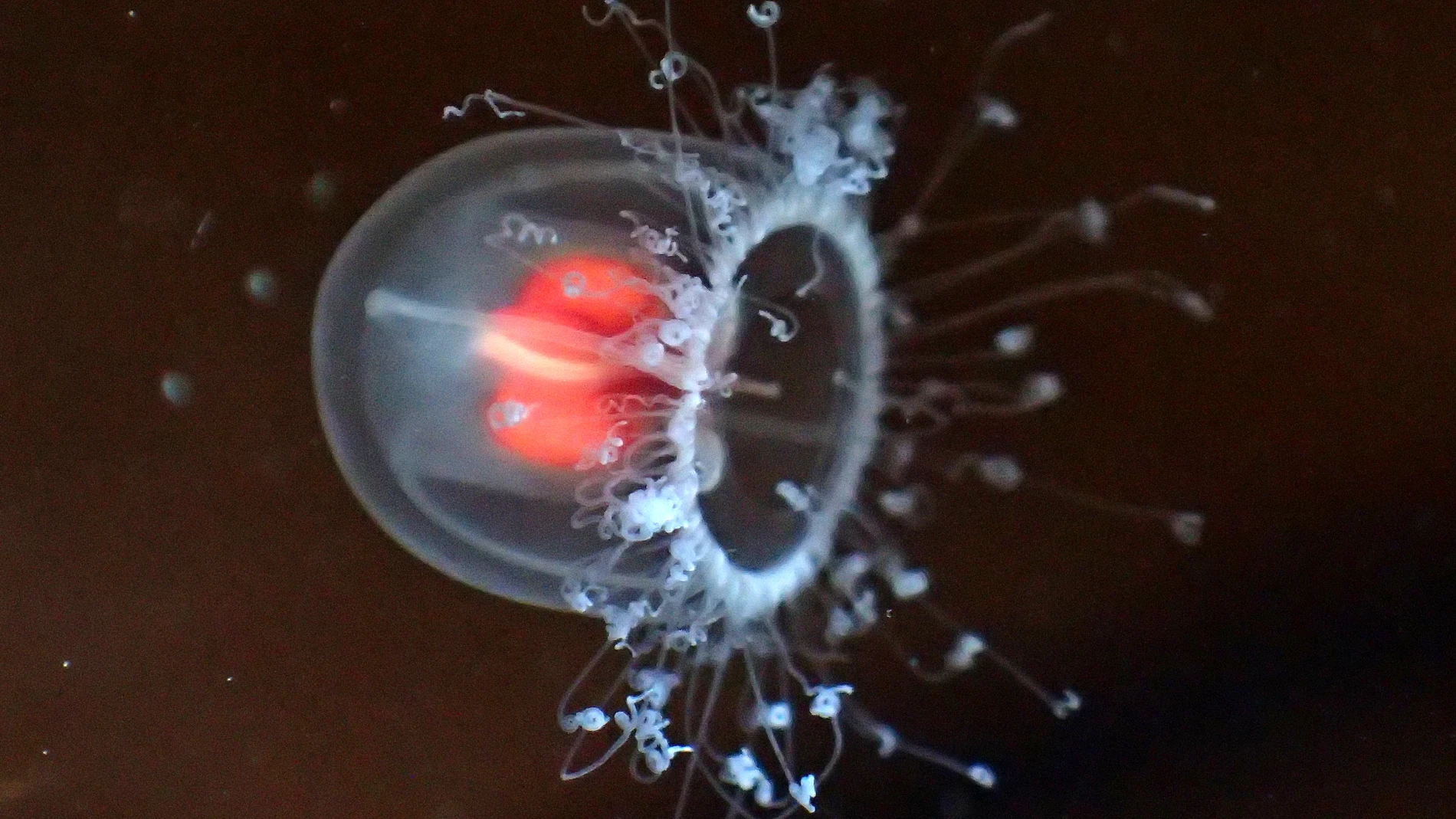 Fotografía de la medusa "Turritopsis nutricula" | Fuente: commons.wikimedia.org