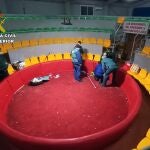Tentadero clandestino de pelea de gallos desarticulado por la Guardia Civil