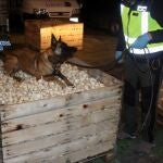 Uno de los perros de la Unidad de Guías Caninos sobre parte del material incautado
