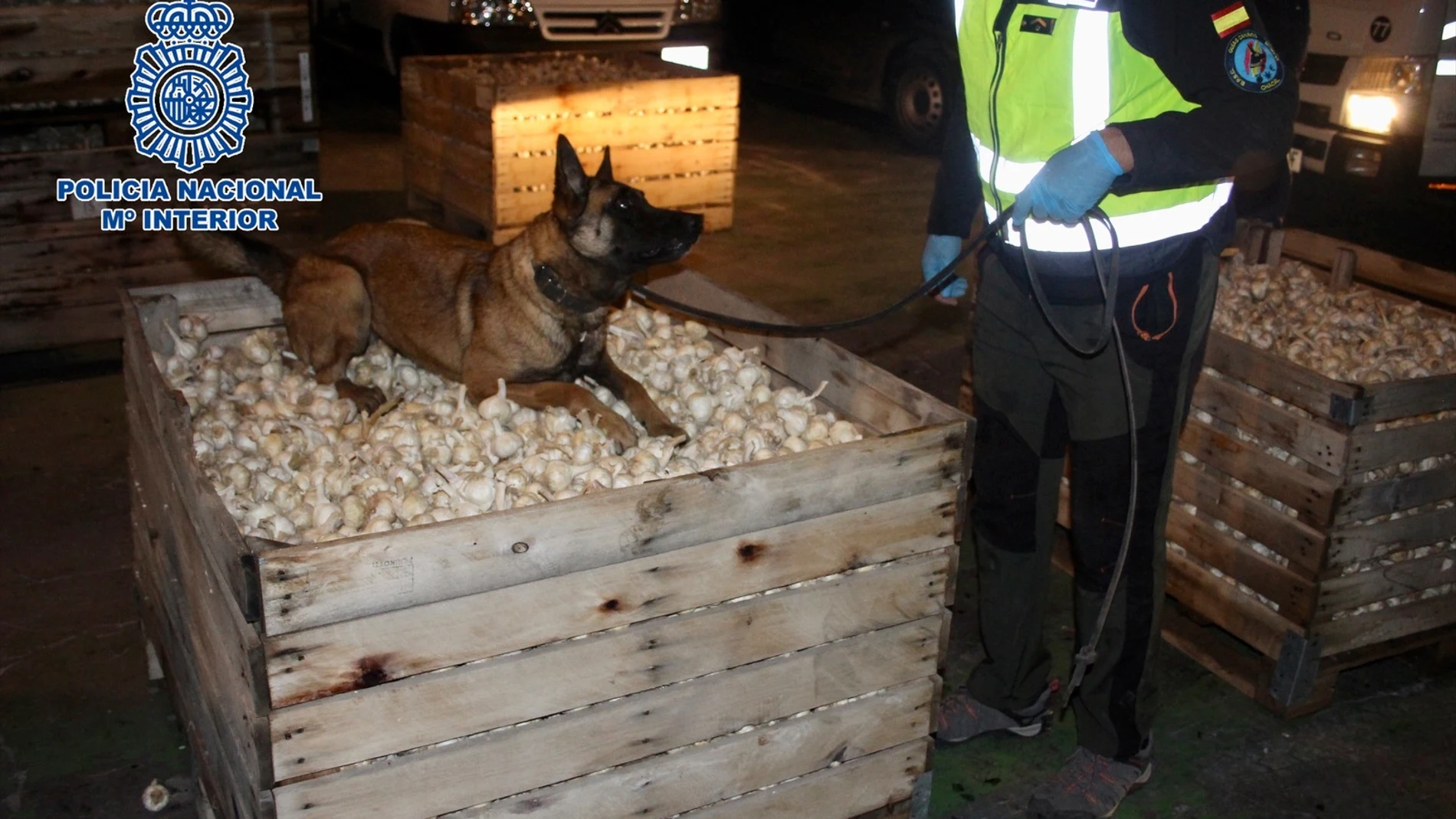Uno de los perros de la Unidad de Guías Caninos sobre parte del material incautado