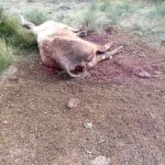 Imagen de la vaca atacada por los animales