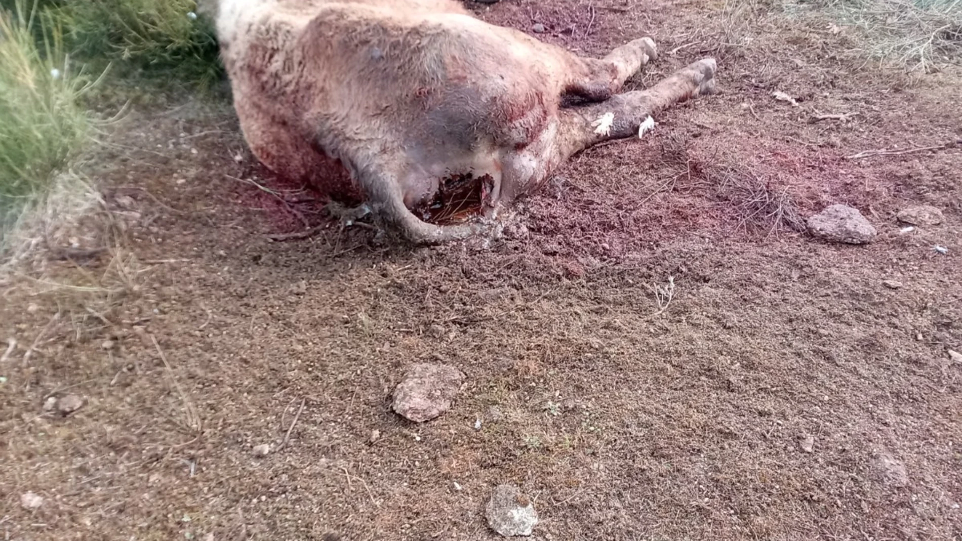 Imagen de la vaca atacada por los animales