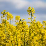 Flores de colza en una explotación aceitera