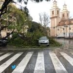 Las lluvias derriban un árbol de grandes dimensiones en el centro de la ciudad de Murcia