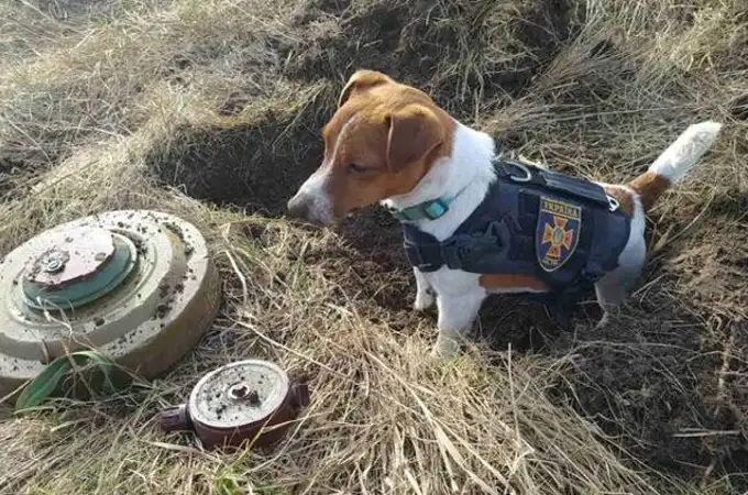 Así es “Patron”, el perro que detecta minas y explosivos en la guerra de Ucrania
