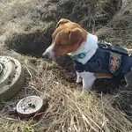  Así es “Patron”, el perro que detecta minas y explosivos en la guerra de Ucrania