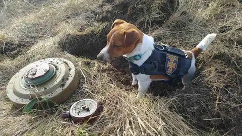 El pequeño "Patron" se ha convertido en uno de los héroes de la guerra en Ucrania