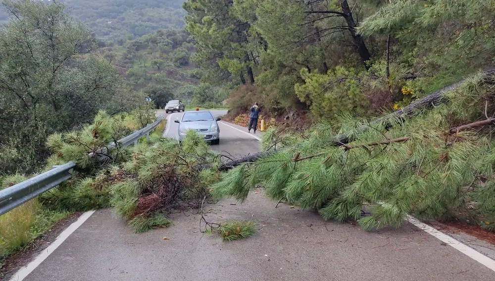 Pinos caídos en la carretera de Jubrique, en la Serranía de Ronda