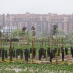 Bosque Metropolitano en Madrid