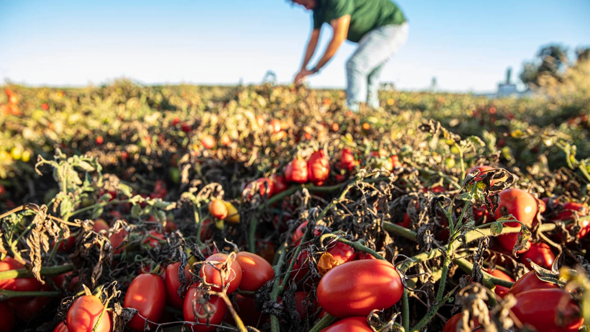 Unilever apuesta por la agricultura regenerativa a través de 50 proyectos que impulsan la protección del agua.