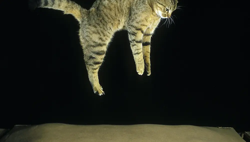 Cuando un gato está en caída libre, arquea la columna y estira totalmente sus extremidades, para reducir el trama del impacto | Fuente: Dreamstime
