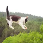 Los gatos tienen varios superpoderes, y uno de ellos es que son capaces de sobrevivir a caídas desde grandes alturas | Fuente: Dreamstime