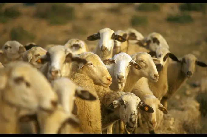 ¿Para qué ha contratado Colau a 200 ovejas en Barcelona?