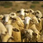 La prueba piloto con las 200 ovejas durará tres meses