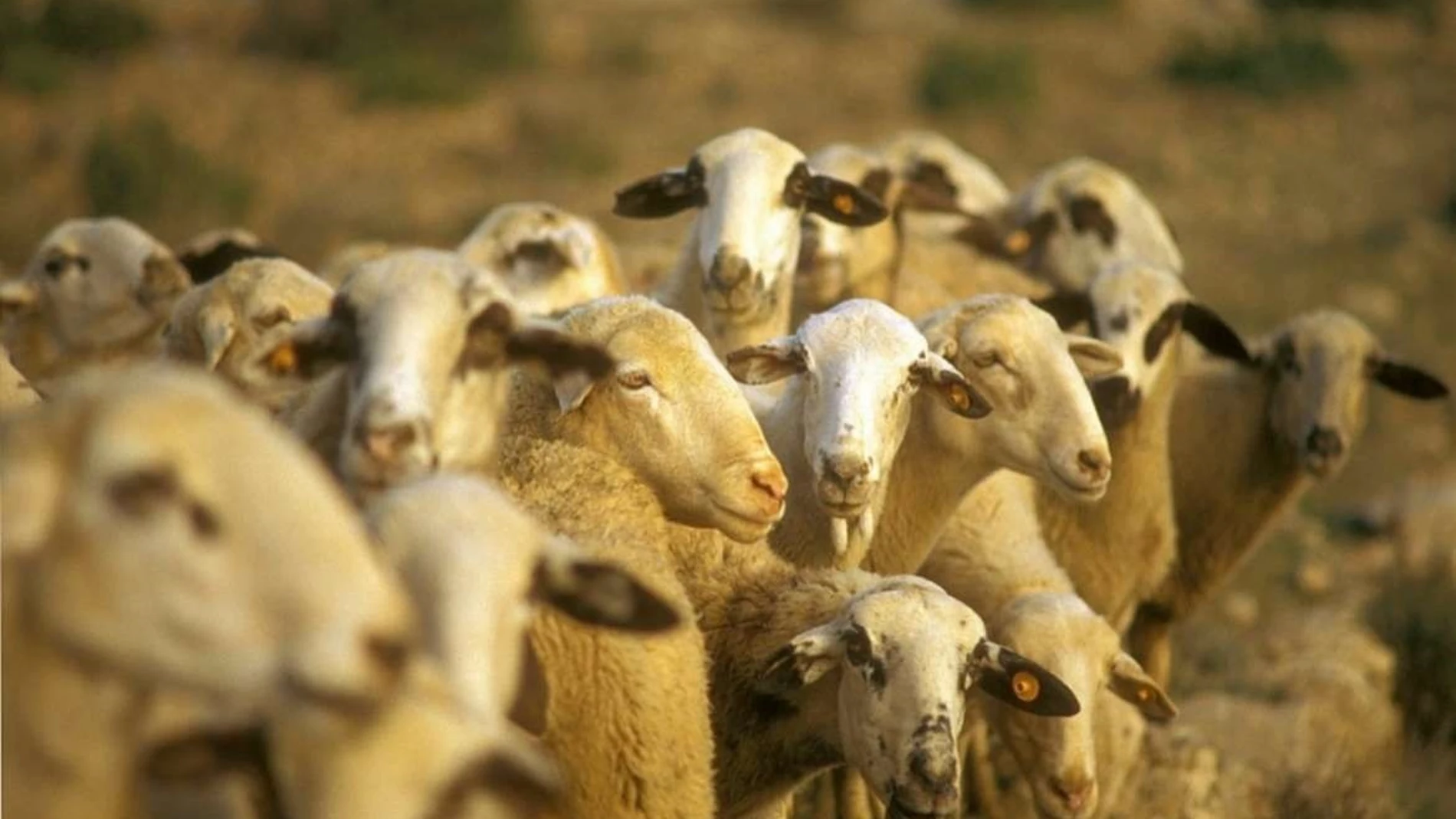 La prueba piloto con las 200 ovejas durará tres meses