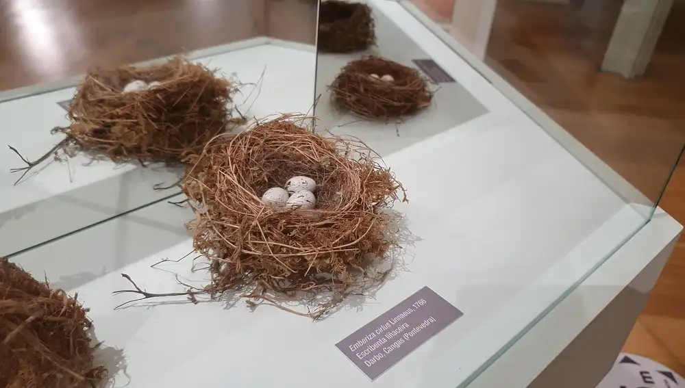 Huevos de Emberiza cirlus en el museo de historia natural de la Universidad de Santiago