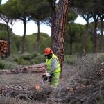 Troncos apilados tras labores de tala en los pinares de Tamarizo Nuevo