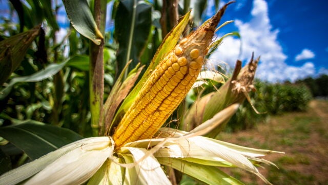 Un cultivo de maíz en Santa Brígida, en Ipameri (Brasil)