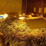 Plantación ilegal de marihuana
