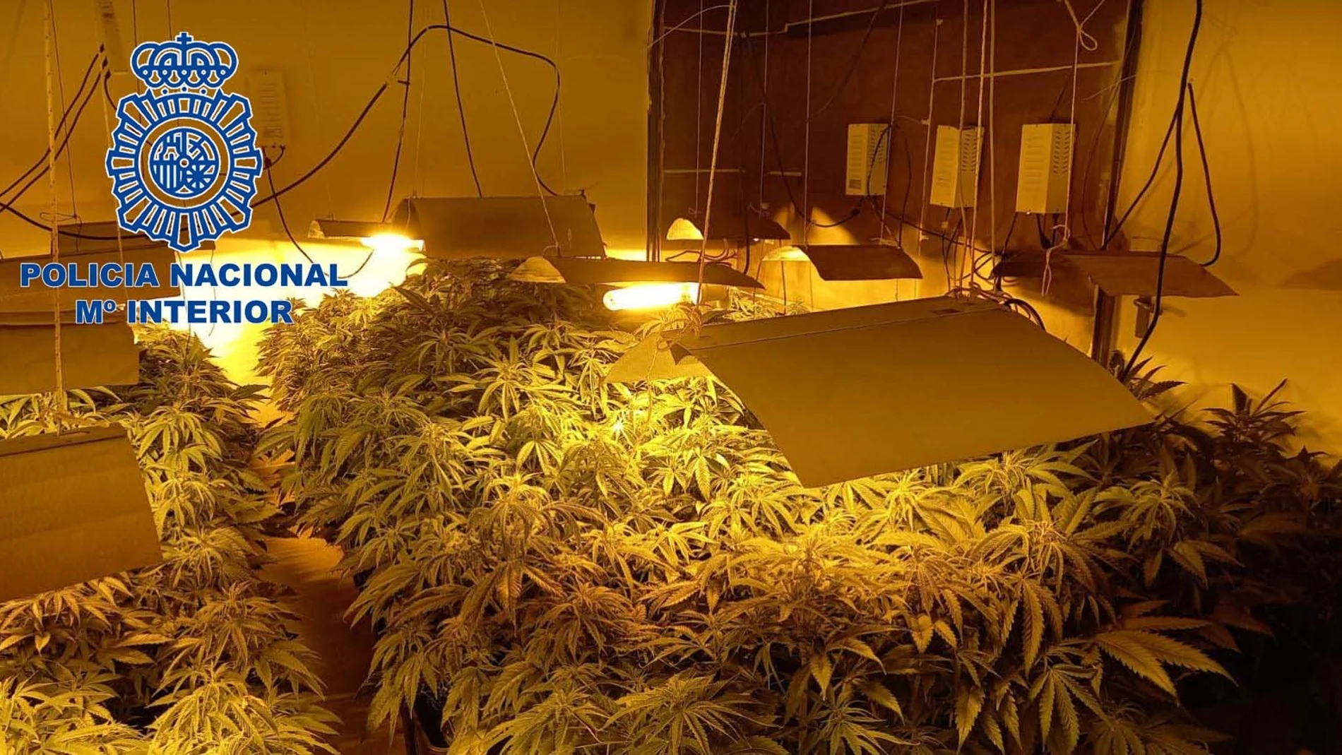 Plantación ilegal de marihuana