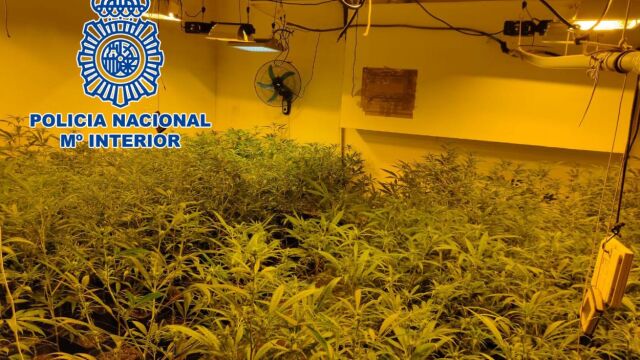 Parte de las plantas decomisadas