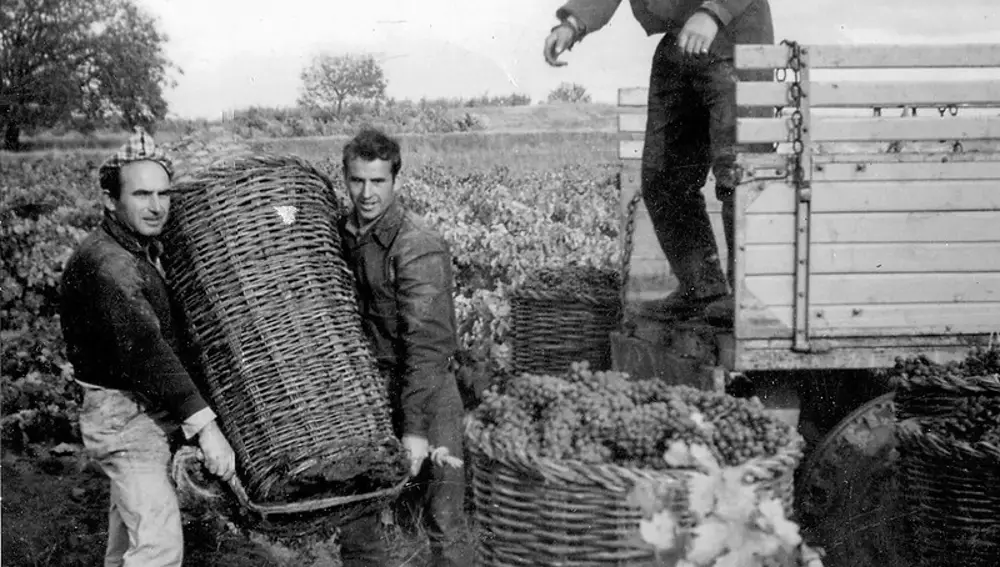 Vendimia en las tierras de la Ribera del Duero