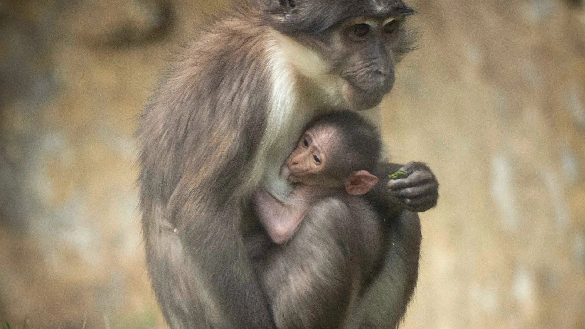 Una madre y su cría de primate en peligro de extinción, el mangabey de coronilla blanca, en el Bioparc de Valencia