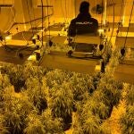 La Policía Nacional detiene a una familia que albergaba en su vivienda una plantación de marihuana