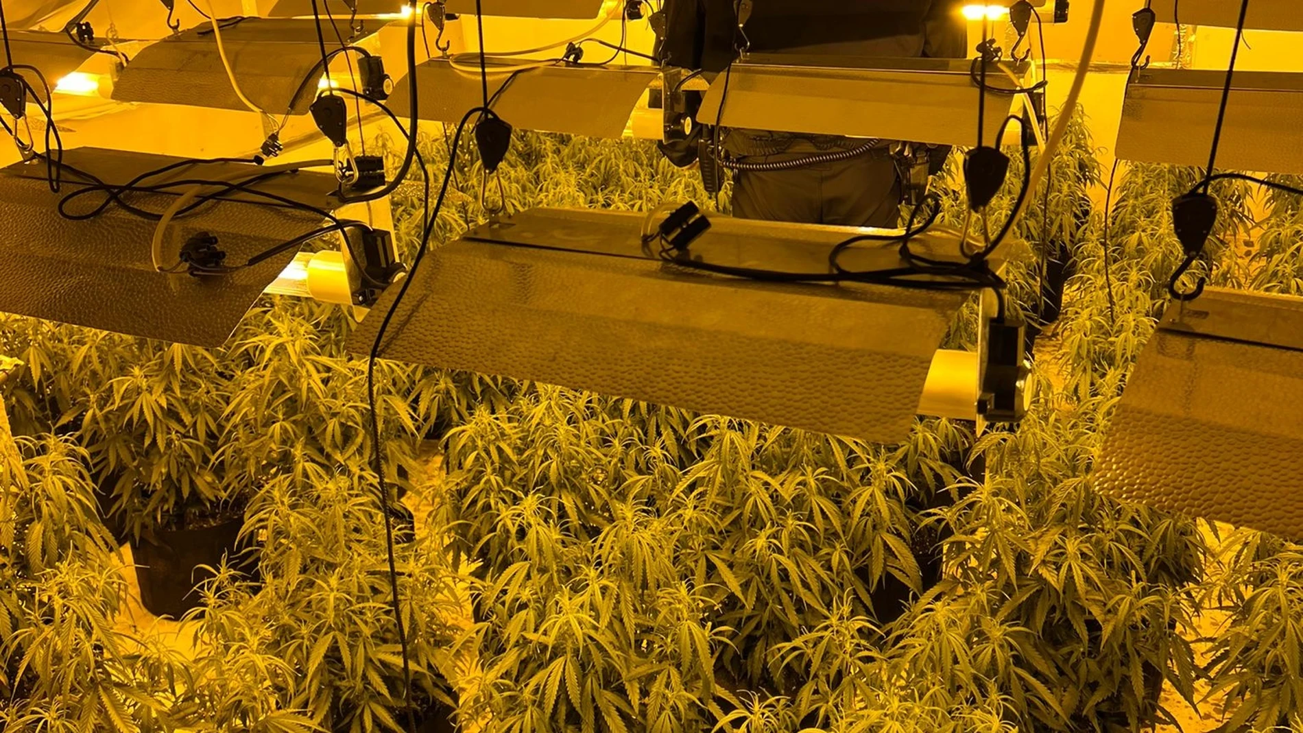 La Policía Nacional detiene a una familia que albergaba en su vivienda una plantación de marihuana