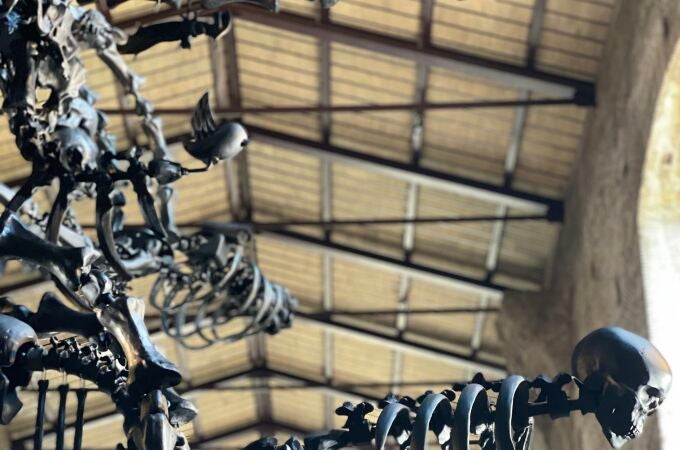 Uno de los elementos principales de la obra de Ai Weiwei expuesto en Roma