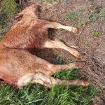 Ternera atacada por los buitres en LA Mata de Ledesma