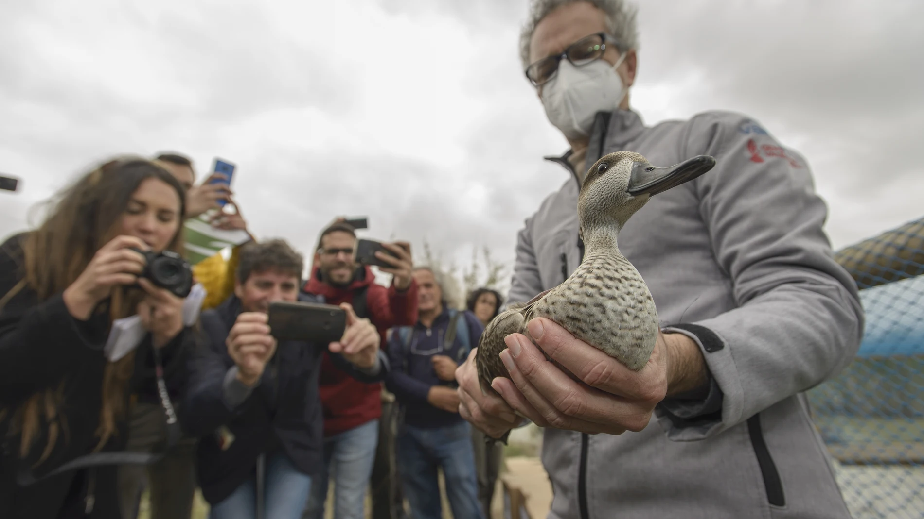 La cerceta pardilla es una de las siete especies en peligro crítico de extinción en España