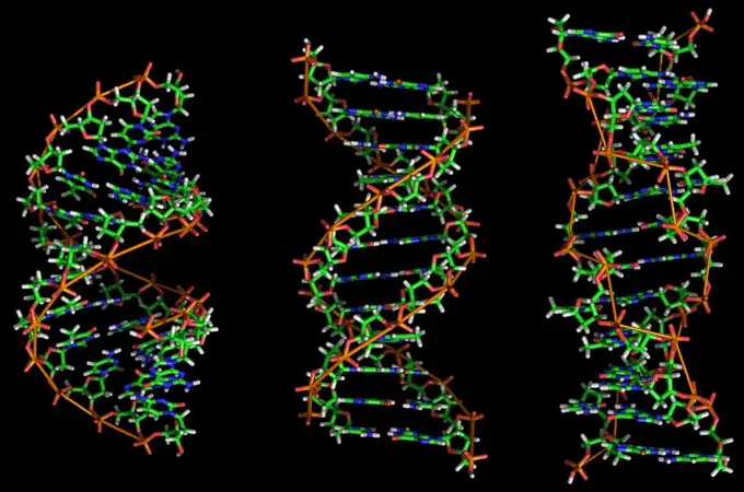 Revelan parte de la tridimensionalidad del ADN con 100 veces más resolución que nunca