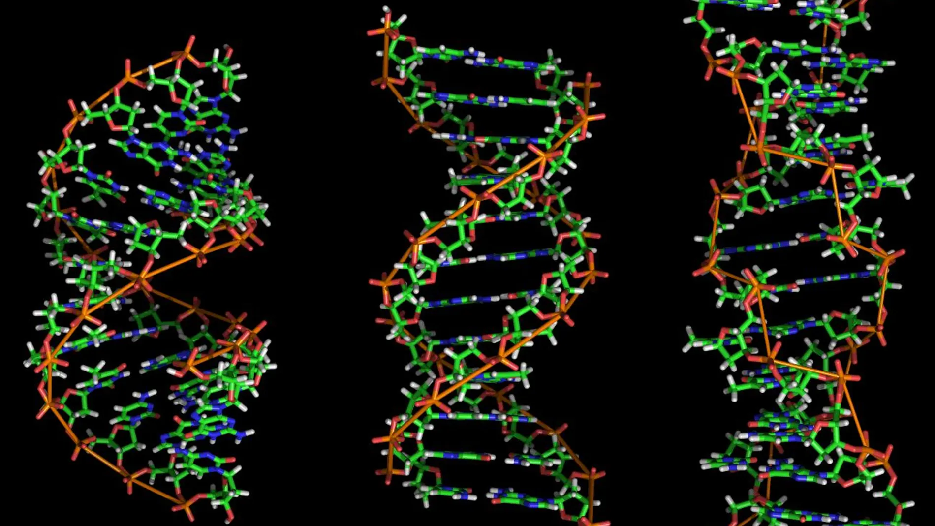 Tres formas en las que se puede presentar una molécula de ADN llamadas, respectivamente: ADN-A, ADN-B y ADN-Z