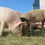 Granja de porcino de Valladolid