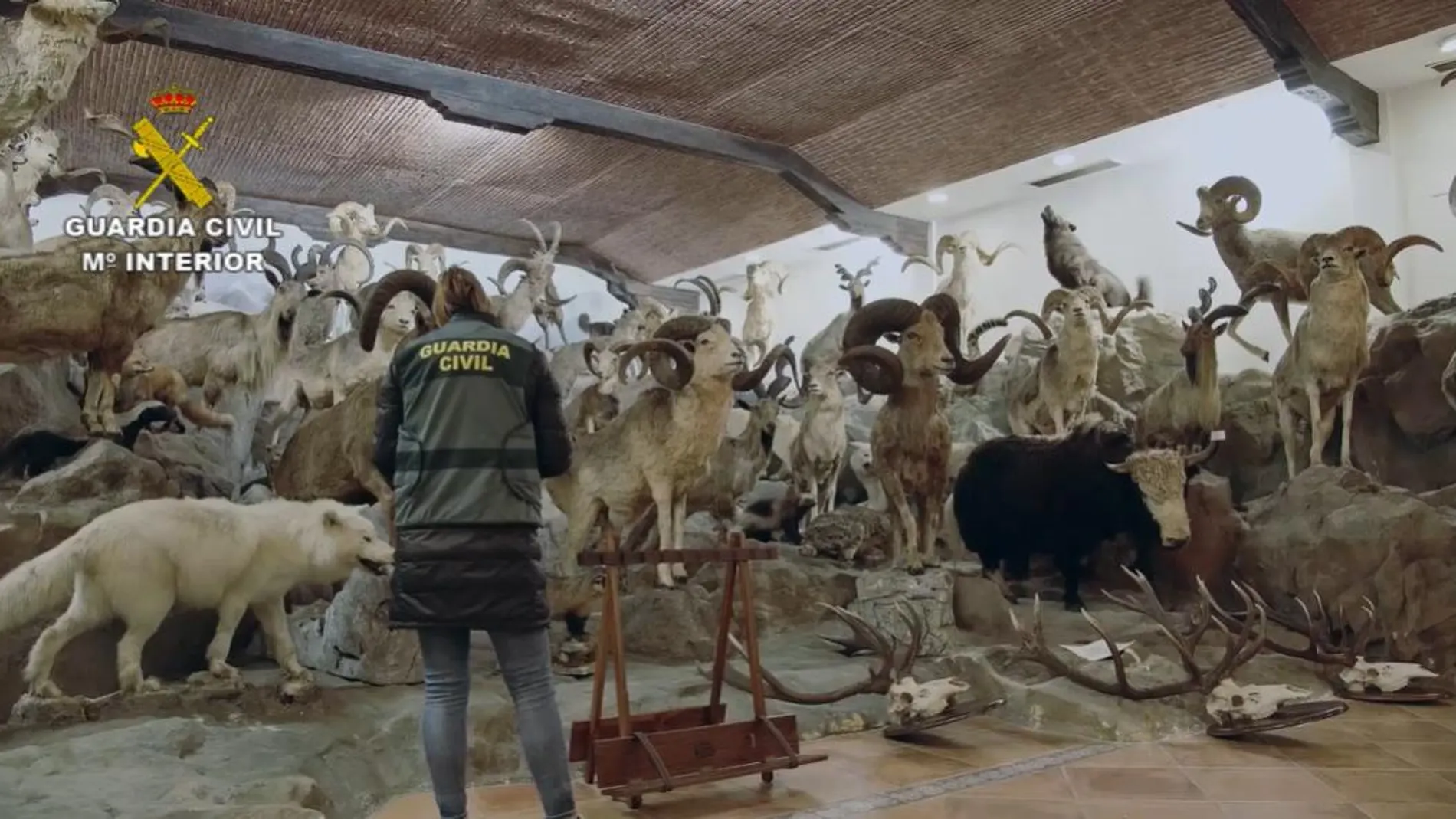 La Guardia Civil se incauta de la mayor colección de animales disecados de  especies protegidas