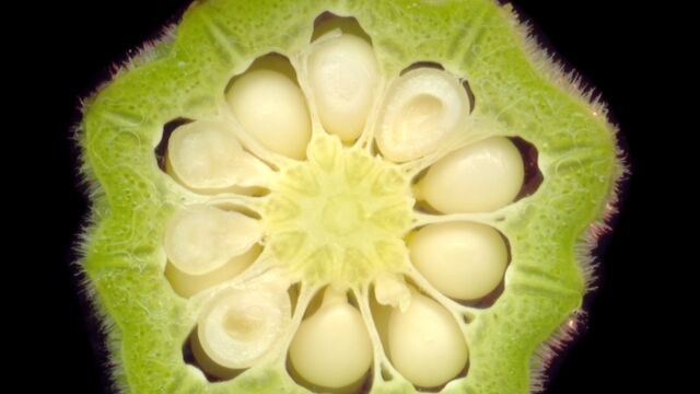 Imagen del corte trasversal de la okra | Fuente: wikimedia.org / Jmprouty