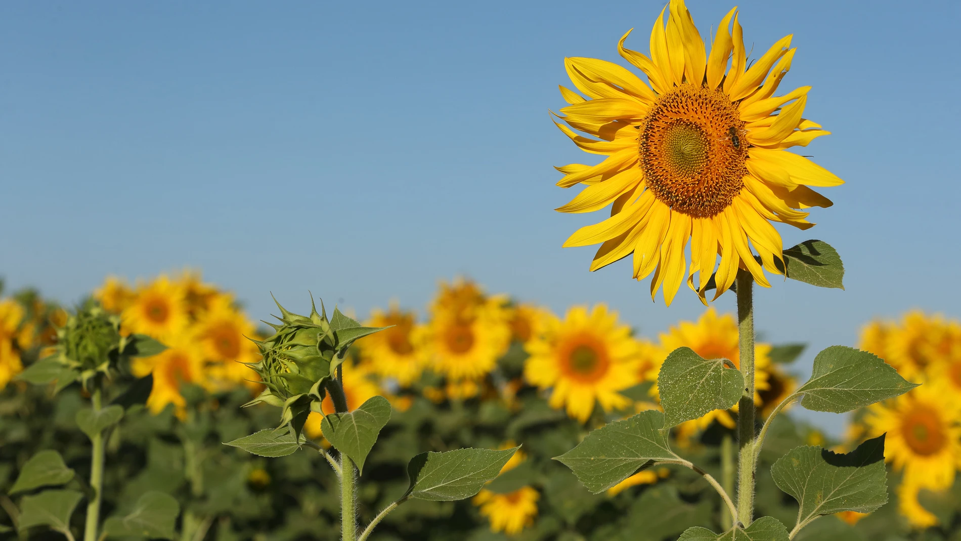 Campos de girasol en lo zona del Campo Charro en la provincia de Salamanca