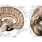 Cerebro humano visto en un corte sagital (izquierda) y desde abajo (derecha) Dibujos de Johannes Sobotta hechos en 1909