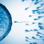 La concentración de esperma ha caído a la mitad en 50 años en todo el mundo