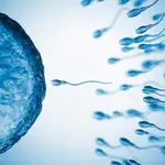 La concentración de esperma ha caído a la mitad en 50 años en todo el mundo