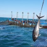La temporada de capturas del atún rojo ha empezado este martes en las aguas de Conil de la Frontera (Cádiz)