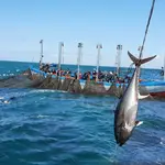 La temporada de capturas del atún rojo ha empezado este martes en las aguas de Conil de la Frontera (Cádiz)