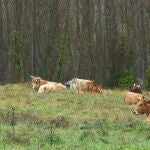 Vacas en un prado de la provincia de León