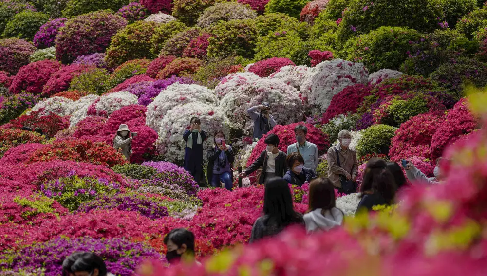 Un grupo de turistas visitan un jardín de azaleas en un santuario sintoísta de Japón el pasado jueves 21 de abril de 2022, en Tokio | Fuente: AP/Kiichiro Sato